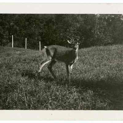 The Balsams Deer Park