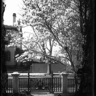 Magnolia Tree and Houses