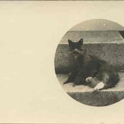 Cat on Stone Steps