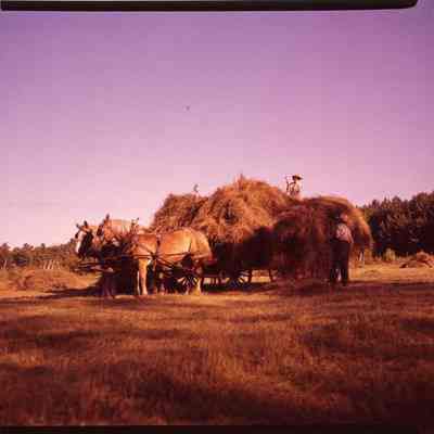 Haying in Ossipee, NH