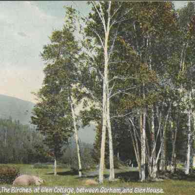 White Mts NH The Birches at Glen Cottage, between Gorham and Glen House