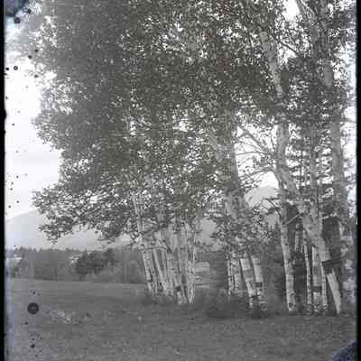 Birch Trees and Houses