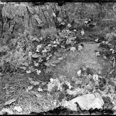 Rock and Tree Stump with Flowers