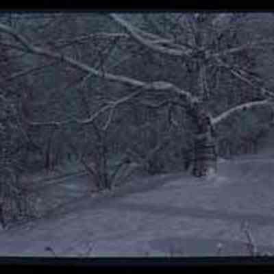 Winter Scene with Birch Tree