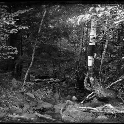 Birch Tree in Forest