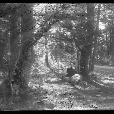 Sunlit Path - 964