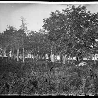 Forrest in a Field