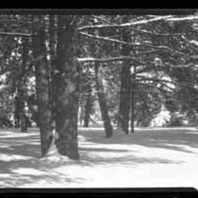 Snowy Woods