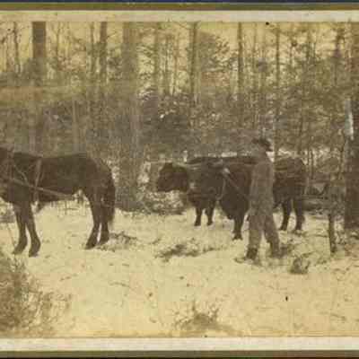 Man with Horse and Oxen