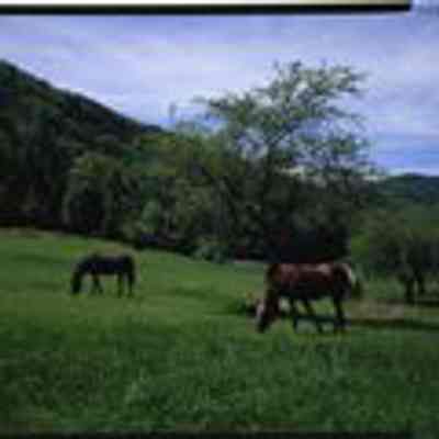Grazing Horses in Jackson, NH