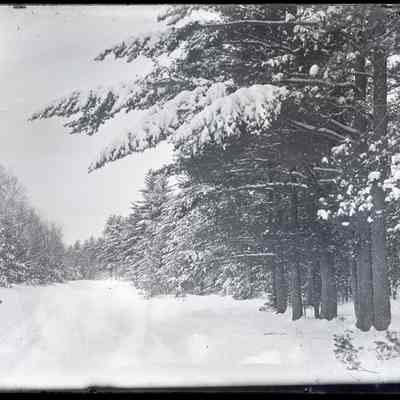 Snow Covered Trees