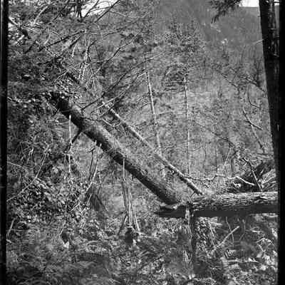 Fallen Trees