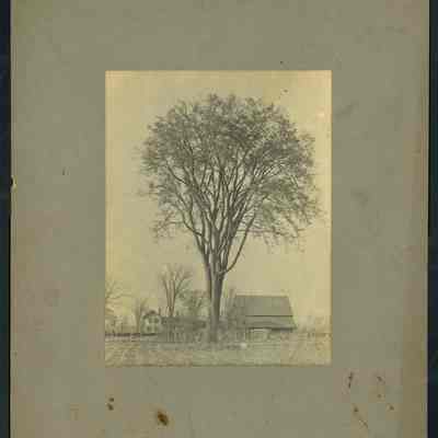 Large Tree by a Farm