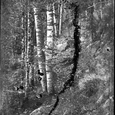 Birches