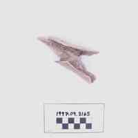 Fragment, Bone - Image 2