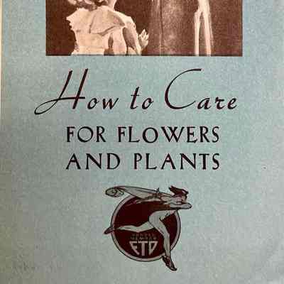 How to Care for Flowers and Plants - FTD
