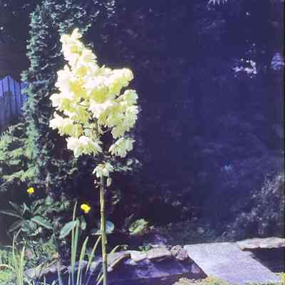 Zobel's Yucca and Rock Garden 1942