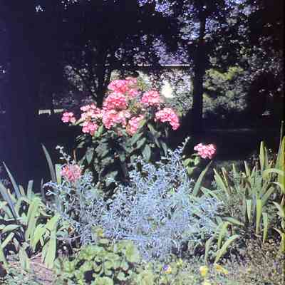 Viola Kurth's Garden