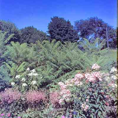 Mrs. Louis Farvour's Garden (1)