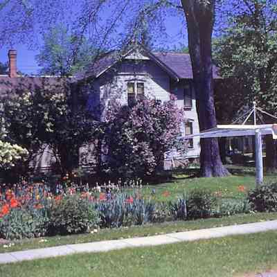 Mary Alice's Tulips, Lilacs, Iris Buds