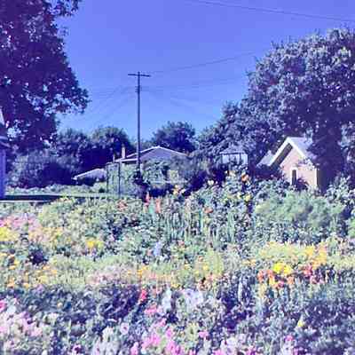 Professor Moore's Garden From North
