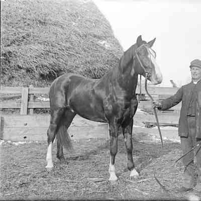 Glass Negative
