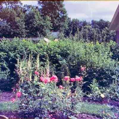Myrtle Boody's Roses 1944