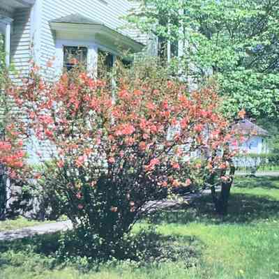 Fred Miller's Japanese Quince