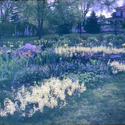 Viola Kurth's May Garden 1946