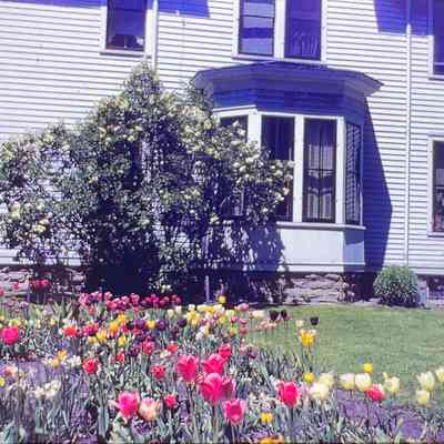 Edgar Zobel's Tulips No. 4, 1945