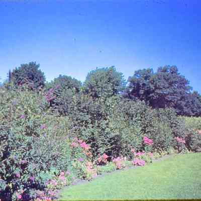Mrs. Farvour's Garden (2)