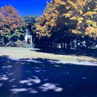 Trees at South Grove and Howard Streets by Roosevelt Grammar School
