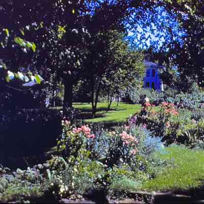 Viola Kurth's Garden 1940