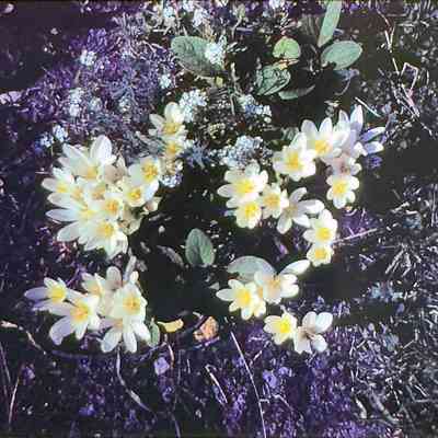 Miss Josephine Hargrave's White Crocus Seen From Above