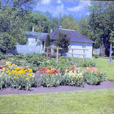 Edgar Zobel's Tulips 1943