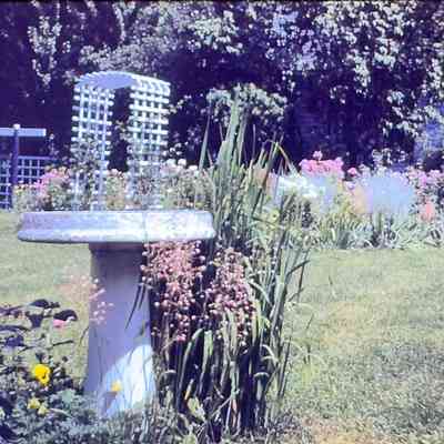 Dorothy Graf's Birdbath 1943
