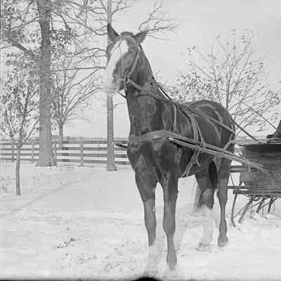 Glass Negative