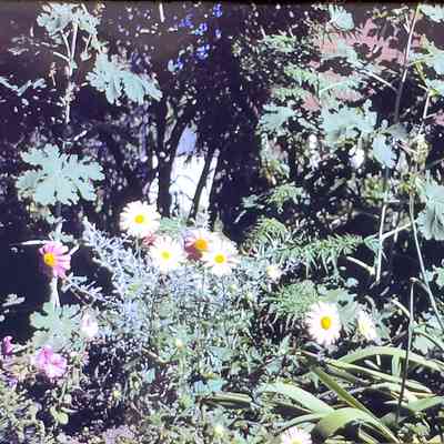Sarah Hamley's Pink Daisies 1943