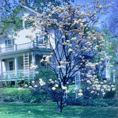 Dr. EC Johnson House With Dr. JM Johnson's Magnolia Tree Next Door