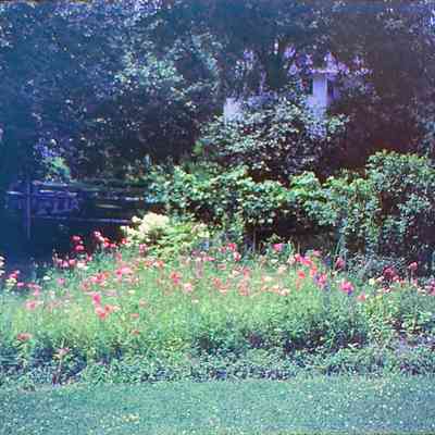 Mrs. Sam Pedrick's Poppies