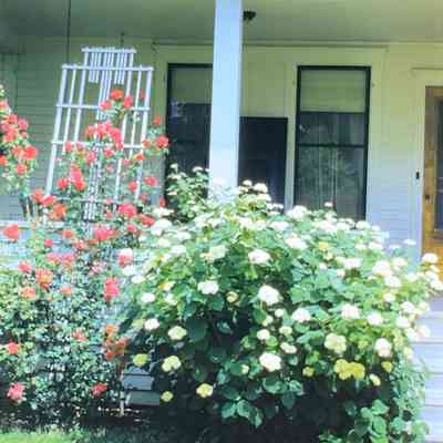 Maude Russell's Roses