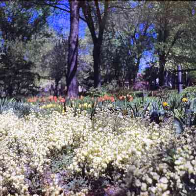 Viola Kurth's Garden 1946