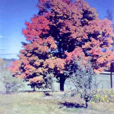 Clarence Pratt's Maple
