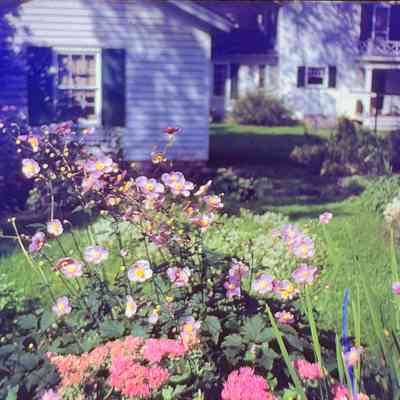 Viola Kurth's Anemones and Sedum
