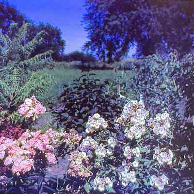 Mrs. Louis Farvour's Phlox