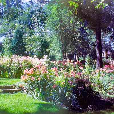 Viola Kurth's Phlox No. 2