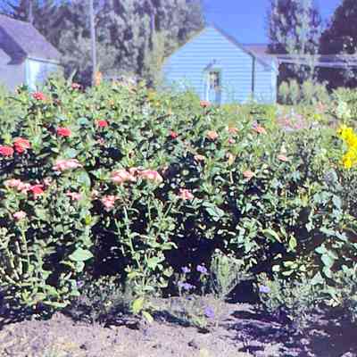 Professor Moore's Garden Phlox and Zinnias