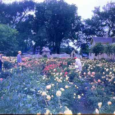 Sisson's Peonies