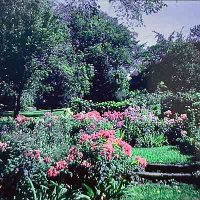 Viola Kurth's Phlox
