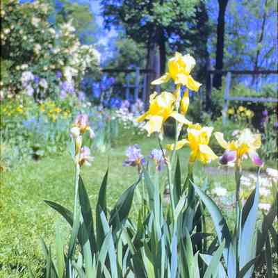 Dorothy Graf's Yellow Gold Iris 1947